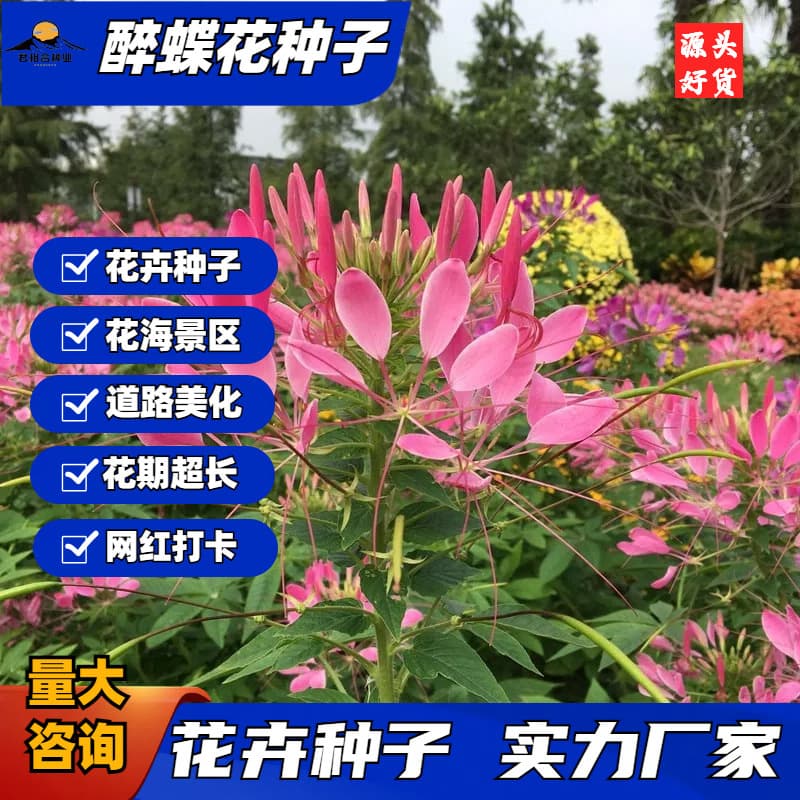 Cleome Spinosa Seeds Mixed Colors Purple Pink Tall Variety for Flower Sea Garden Easy to Grow Perennial Honey Plant