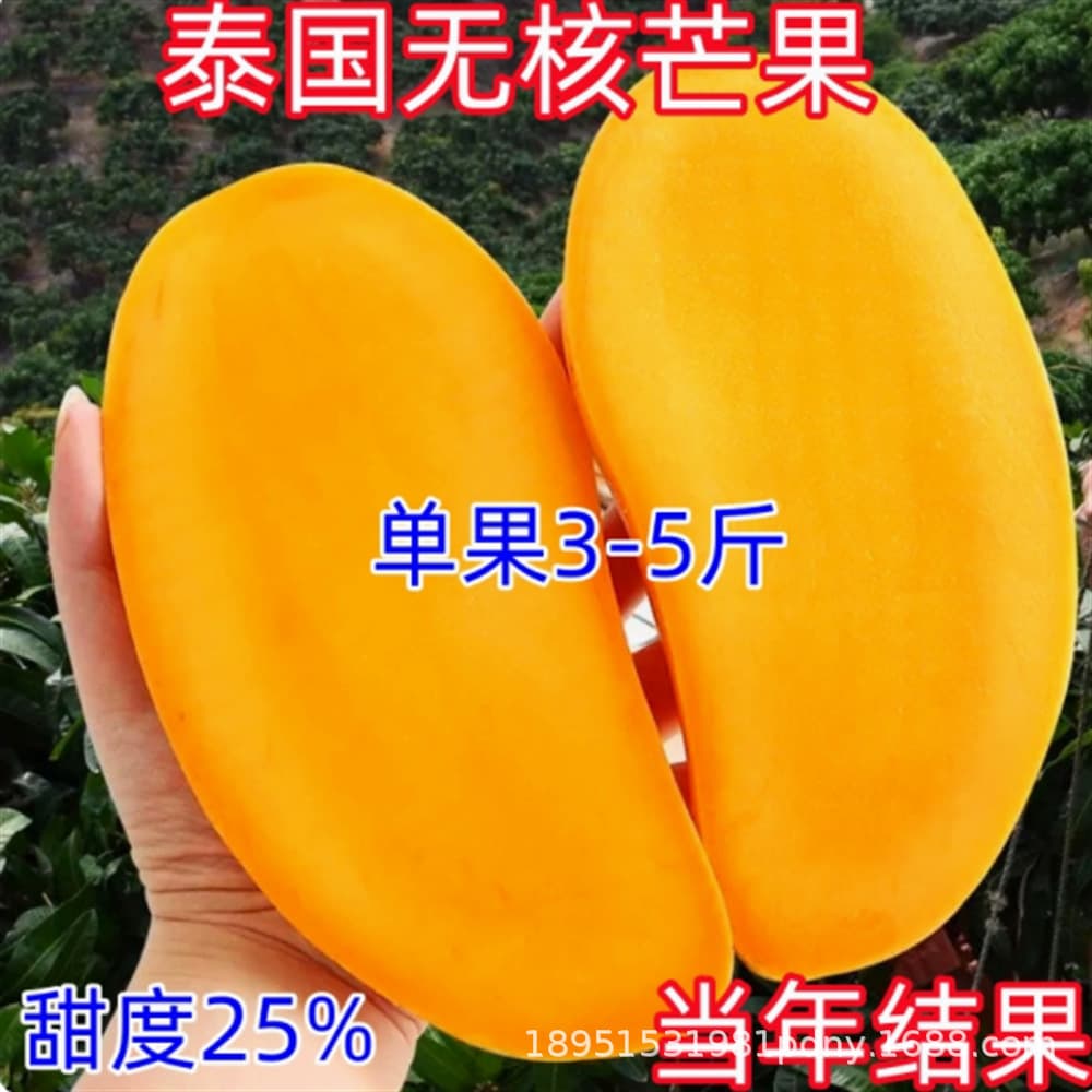 Thai Seedless Red Ivory Mango Tree Seedling, Large Green Golden Phoenix Mango, Guiqi Mango, Grafted, Year-Round Fruiting for Garden