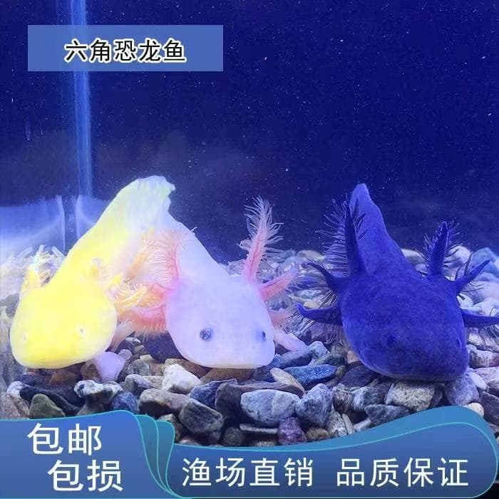 Easy-to-care-for American West Axolotl, a popular pet fish, salamander, live axolotl, good cold-water fish