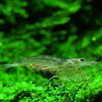 Domestic Amano Shrimp Yamato Shrimp Ornamental Shrimp Algae-Eating Shrimp Utility Shrimp Cleaner Shrimp 2-3 cm