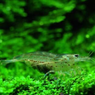 Domestic Amano Shrimp Amano Shrimp Ornamental Shrimp Algae-Eating Shrimp Cleaner Shrimp 2-3cm