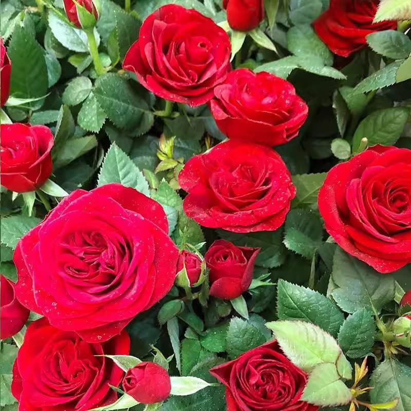 Wholesale Rose and Climbing Rose Seeds for Balcony Potted Plants, Four-Season Blooming