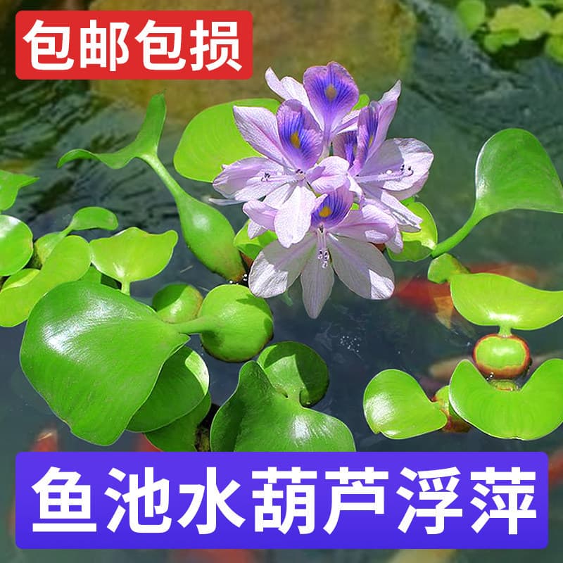 Water Hyacinth, Duckweed, Aquatic Plant, Fish and Turtle Keeping, Aquarium Landscaping, Water Purification, Fish Pond Aquatic Plant Seeds, Water Lettuce