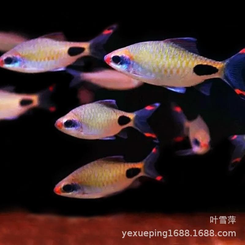 Purple-Red Two-Spot Barb Live Tropical Ornamental Fish for Planted Freshwater Aquariums, Can Be Mixed, Guaranteed Live, Hardy, Direct from Farm