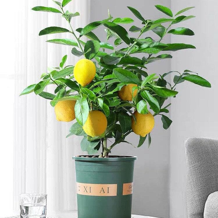 Lemon saplings with fruit lemon saplings green plants potted indoor balcony courtyard plants four seasons fruit perfume lemon trees