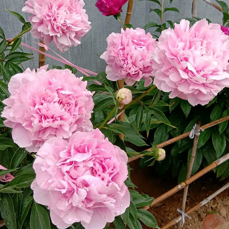 Peony Root with Buds, Peony Seed Root, Peony Flower Root Ball, Blooms Same Year, Indoor Courtyard Green Plant Potted