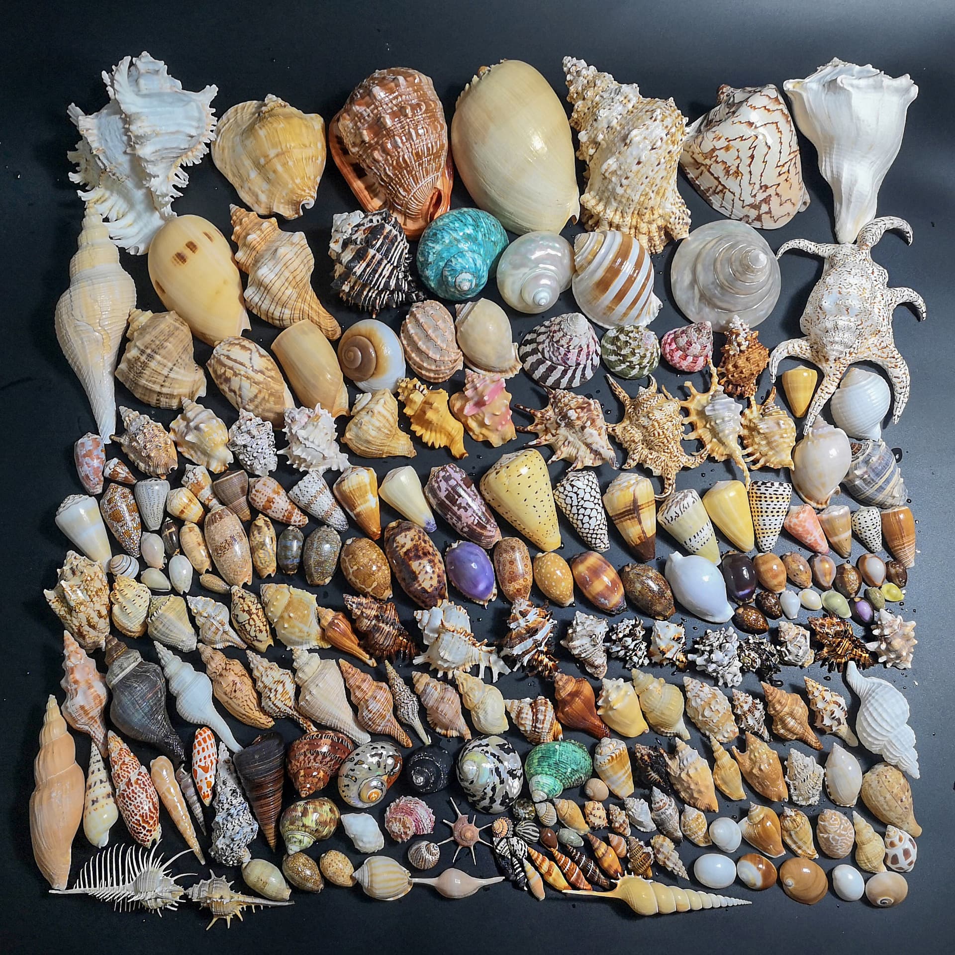 Natural seashells, starfish, aquarium decorations, hermit crabs, drifting bottle materials, home decorations, ornaments, and gifts.