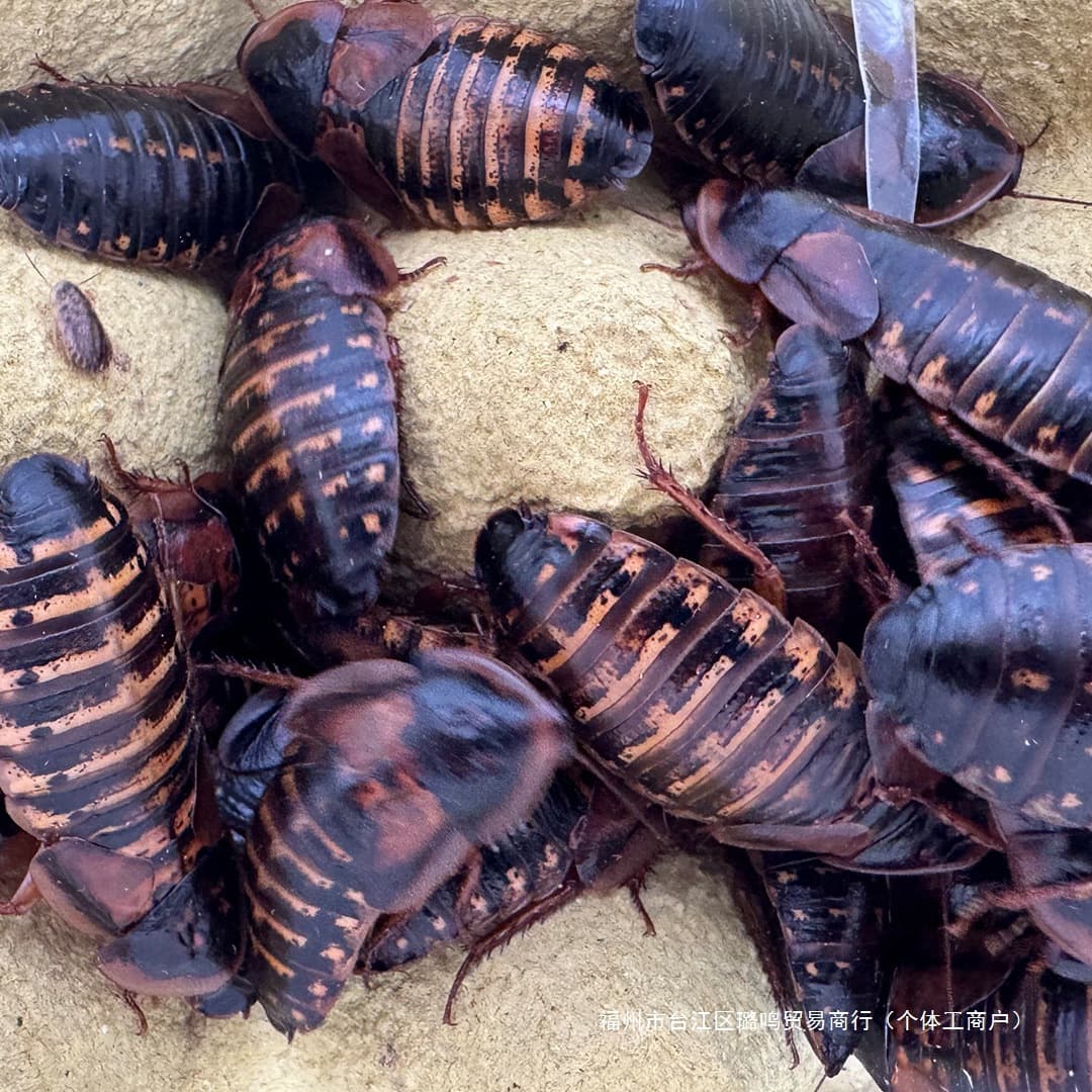 Green Dubia Roaches Adult Breeding Live Reptile Feeder Insects Direct from Professional Farm High Survival Rate