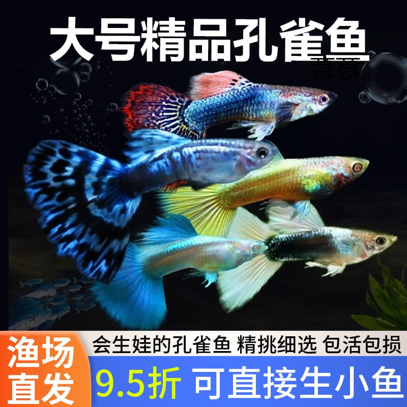 Guppy tropical purebred ornamental fish small freshwater coldwater easy to keep hardy premium livebearing fancy tail fish