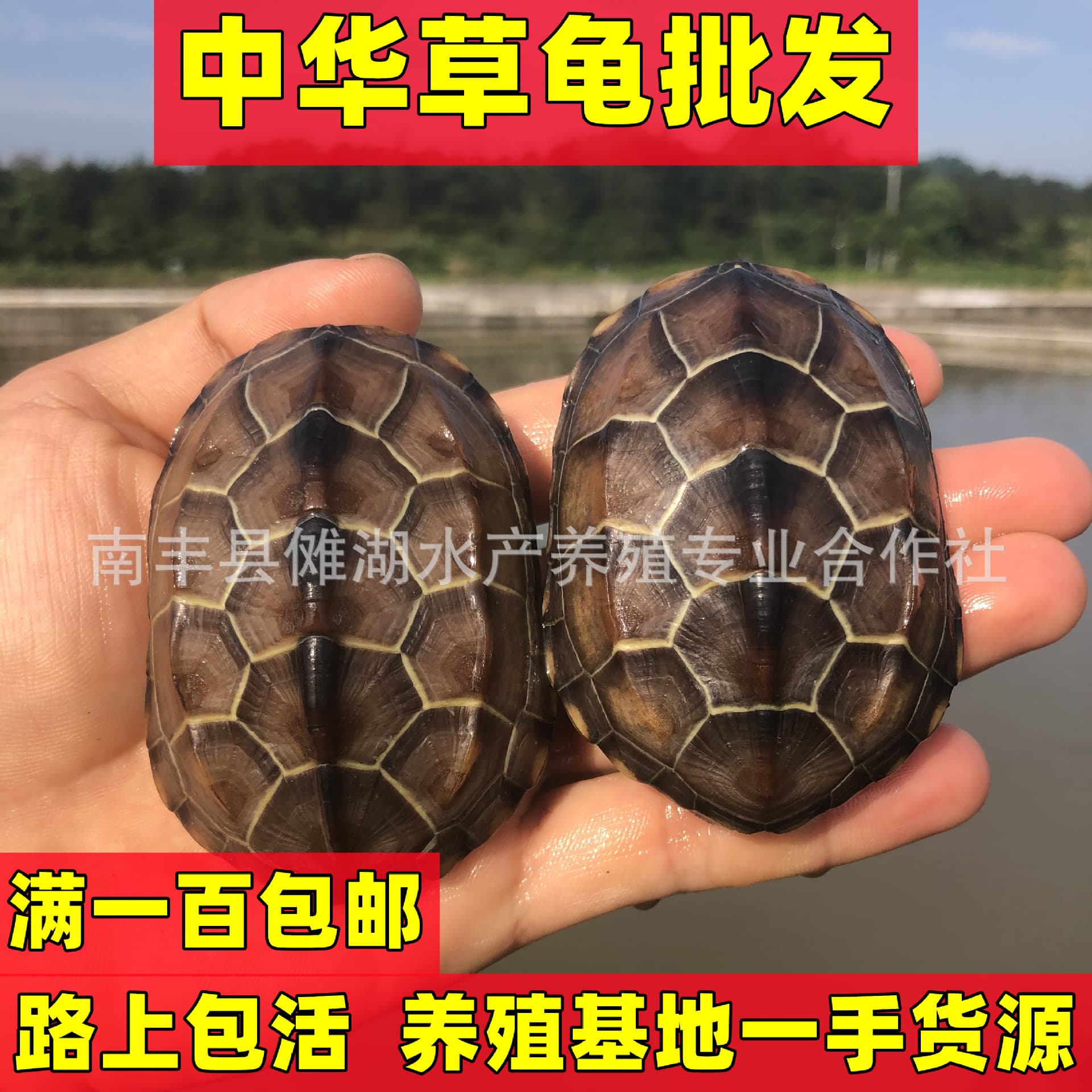 Turtle Wholesale Chinese Grass Turtles Golden Thread Grass Turtles Live Release Sizes Hatchlings Live Pets Longevity Turtles Black Turtles