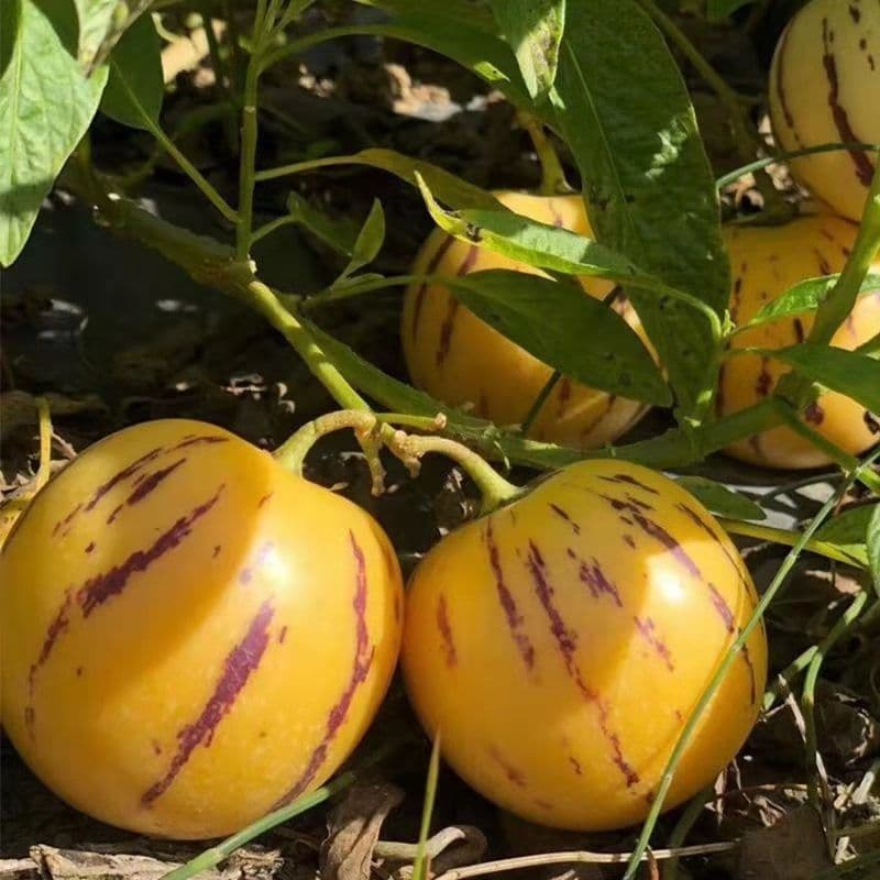 Ginseng Fruit Seeds Longevity Fruit Seeds Ornamental and Edible Fruit Seeds Vegetable Seeds Balcony Potted Plant Four-Season Nutrition