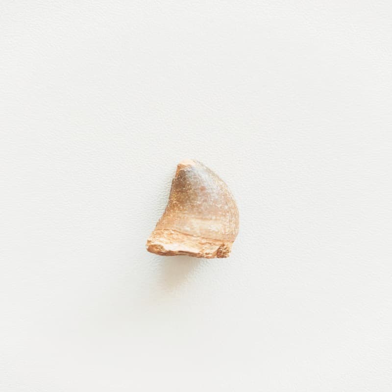 Morocco Fossil Mosasaur Tooth Fossil Original Stone Paleontology Tooth Pendant Jewelry Geology Science Teaching