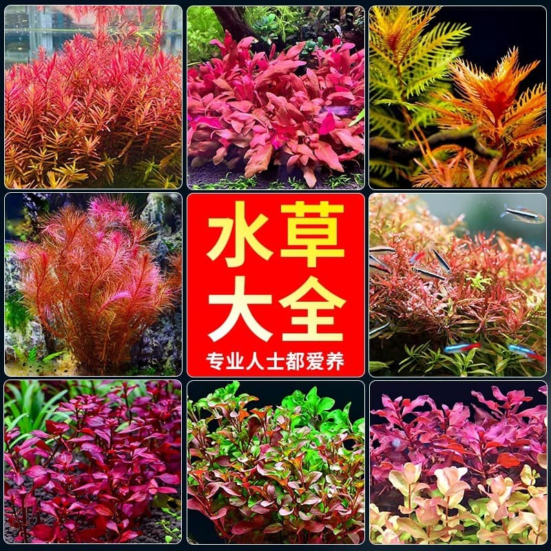 Aquarium Live Plant Aquascape Green Cabomba, Egeria Densa, Background Midground Beginner Plant Wholesale Submerged Leaf Collection