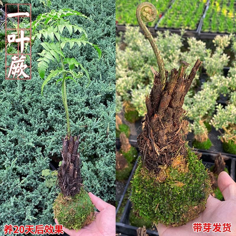 Internet Celebrity One-Leaf Fern Plant Ziqi Fern Potted Flower Bonsai Plant Indoor Old Pile Green Plant Ornaments Office