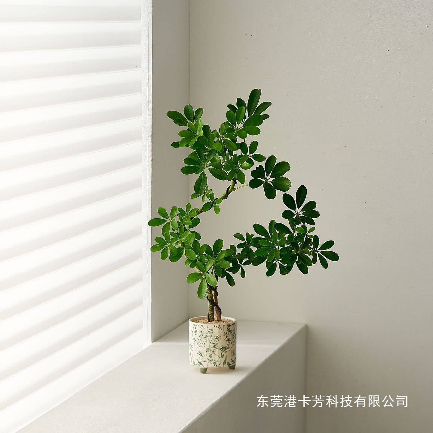 Schefflera Bonsai Office Green Plant Indoor Living Room Decoration Four Seasons Foliage Desktop Plant