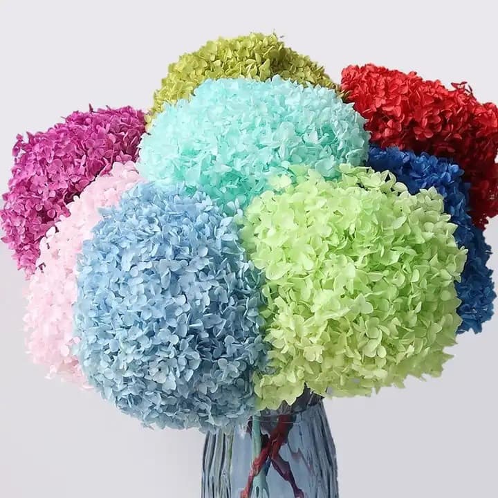 Hydrangea Anna hydrangea wood hydrangea wholesale single everlasting flower big leaf hydrangea color absorbing hydrangea flower material decoration