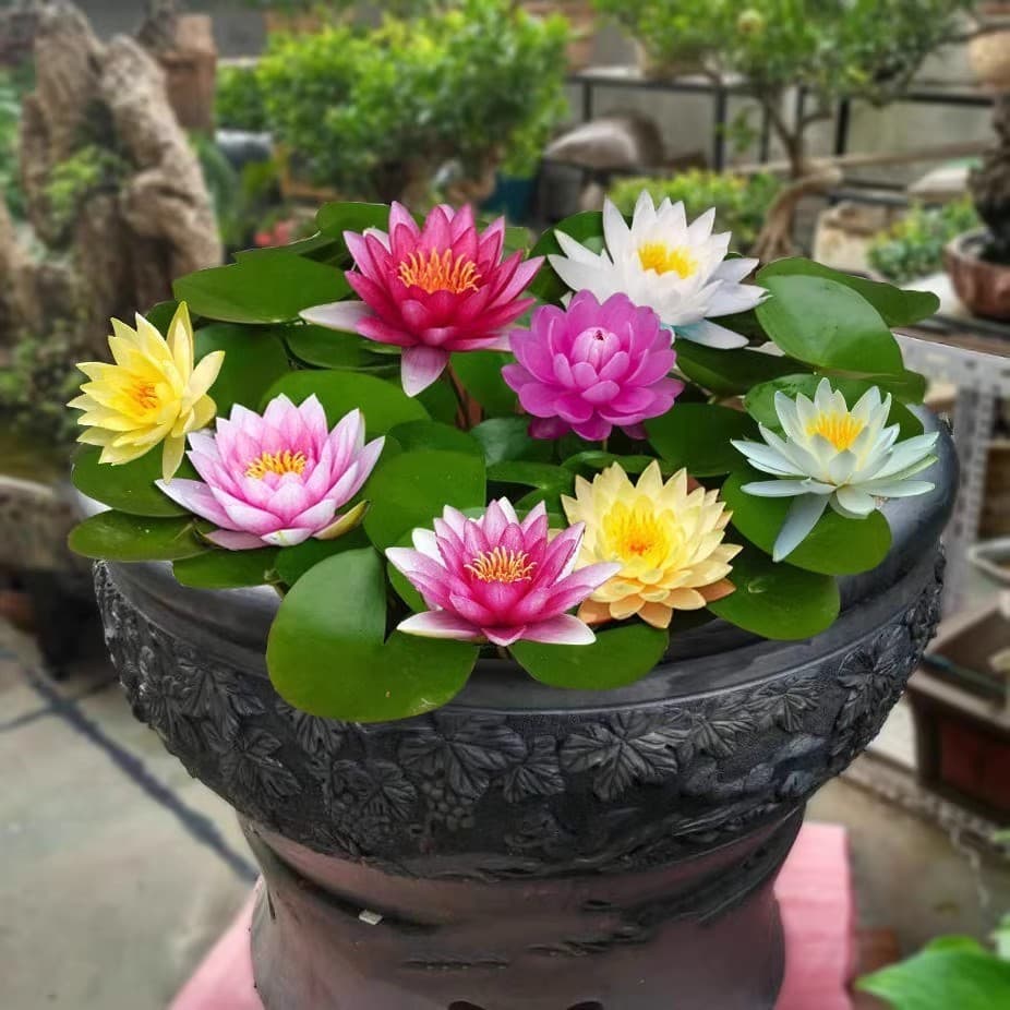 Pond Large Water Lily Root Block with Buds Potted Aquatic Plant for Garden Small Water Lily Seedlings