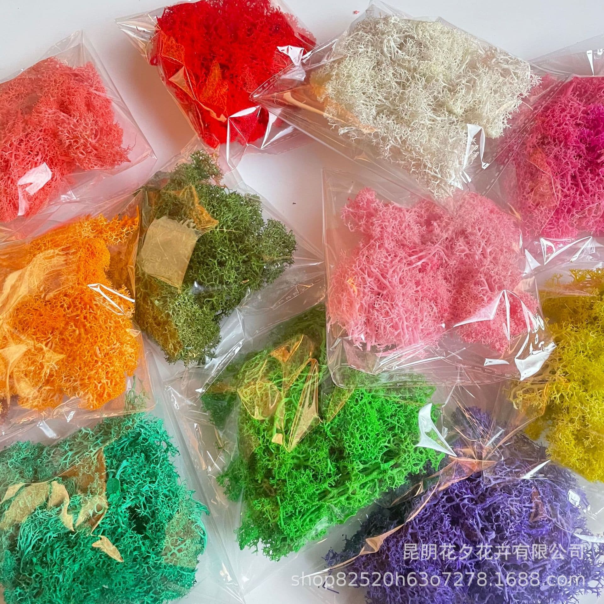 Eternal Reindeer Moss Wholesale Factory Direct Handmade DIY Home Decoration Gift Floral Material for Glass Dome Making