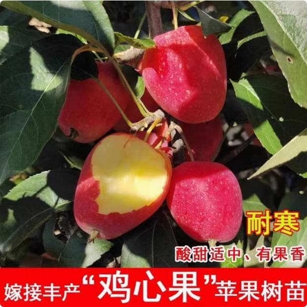Crabapple, Sand Pear, Big Autumn Fruit, Chicken Heart Fruit, Small Apple, Rock Sugar Heart, Longfeng Fruit, Grafted Seedlings Bearing Fruit in the Same Year