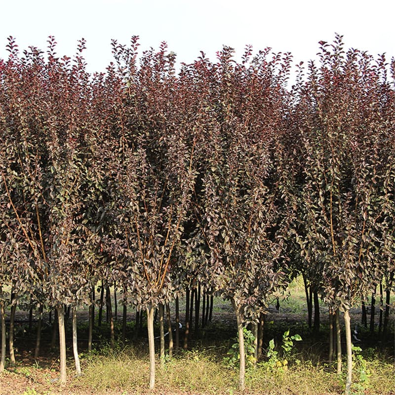 Purple Leaf Plum Tree Seedlings Wholesale Landscaping Greenery Garden Planting Full Size Options Street Accent Purple Leaf Plum Saplings