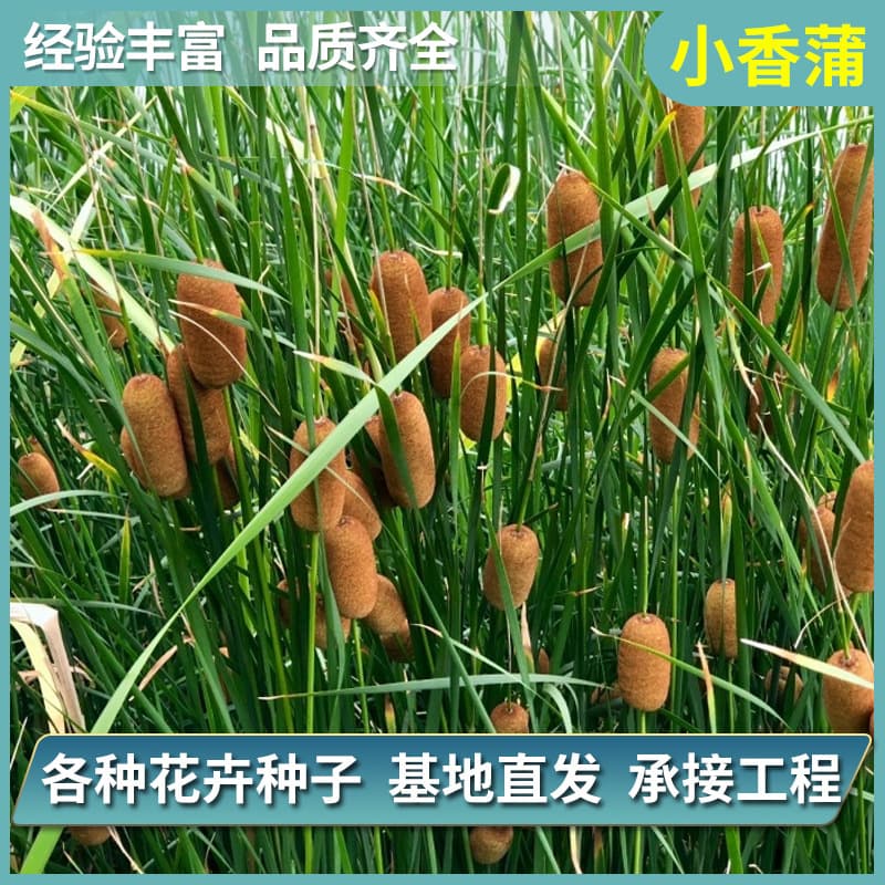 Small cattail seedlings, directly from the nursery. Cattails are used for slope protection, wetland conservation, air purification, environmental greening, and are aquatic plants.