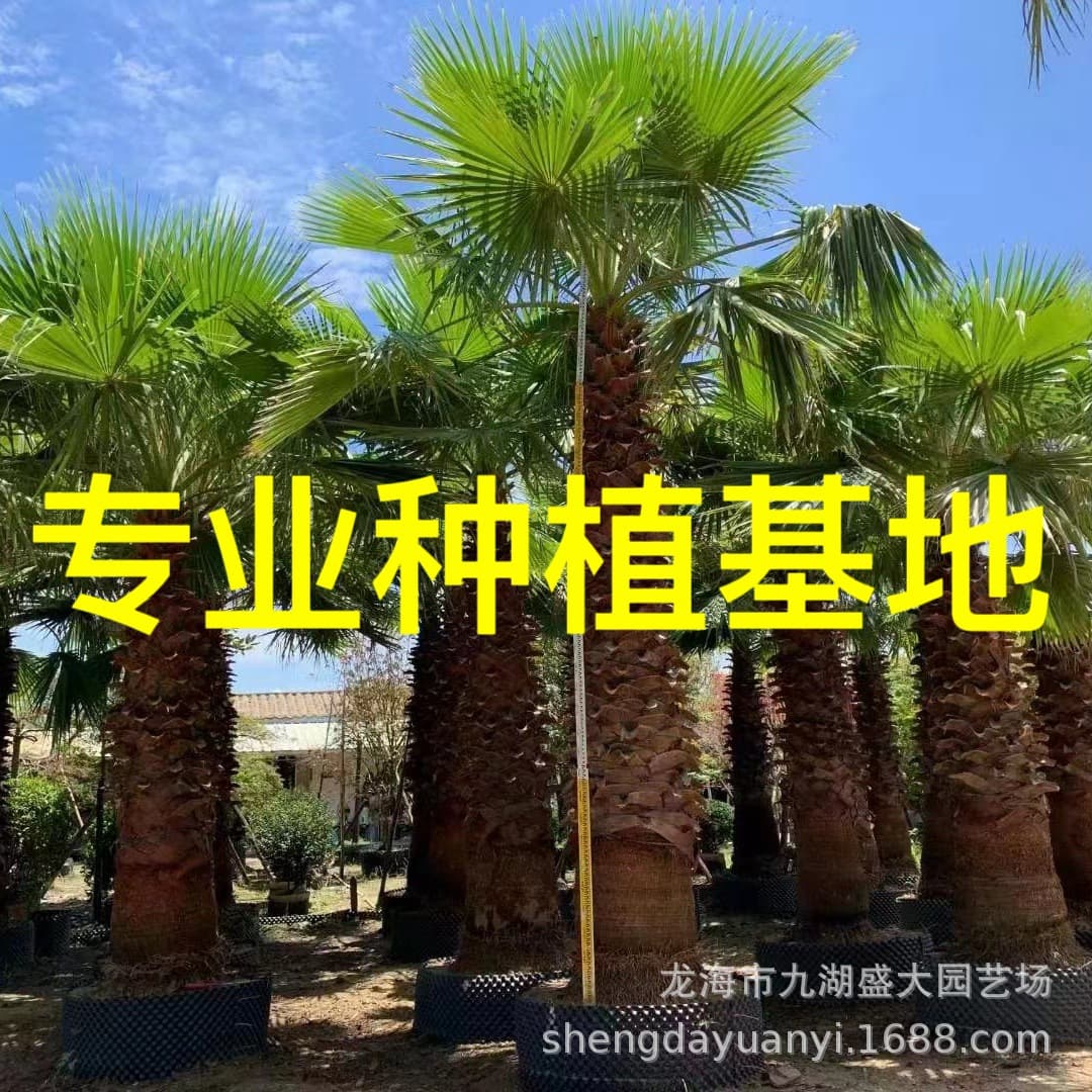 Wholesale Prices for Zhejiang Areca Palm Trees, Hunan Areca Palm Trees, Fujian Washington Palm, Jiangxi Areca Palm