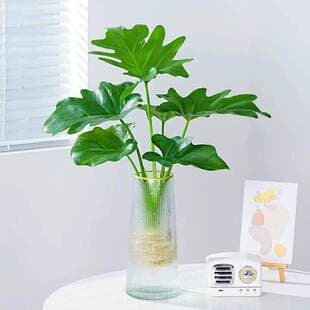 Spring Feather Potted Plant - Shade Tolerant Easy Care Hydroponic Plant, Indoor Monstera Spring Rain Greenery, Evergreen Office Desktop Plant
