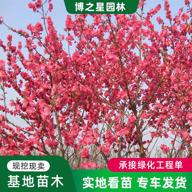Red leaf beta peach seedlings, ornamental peach blossom saplings, purple leaf beta peach seedlings, green seedlings, courtyard villa ground planting purple leaf peach seedlings