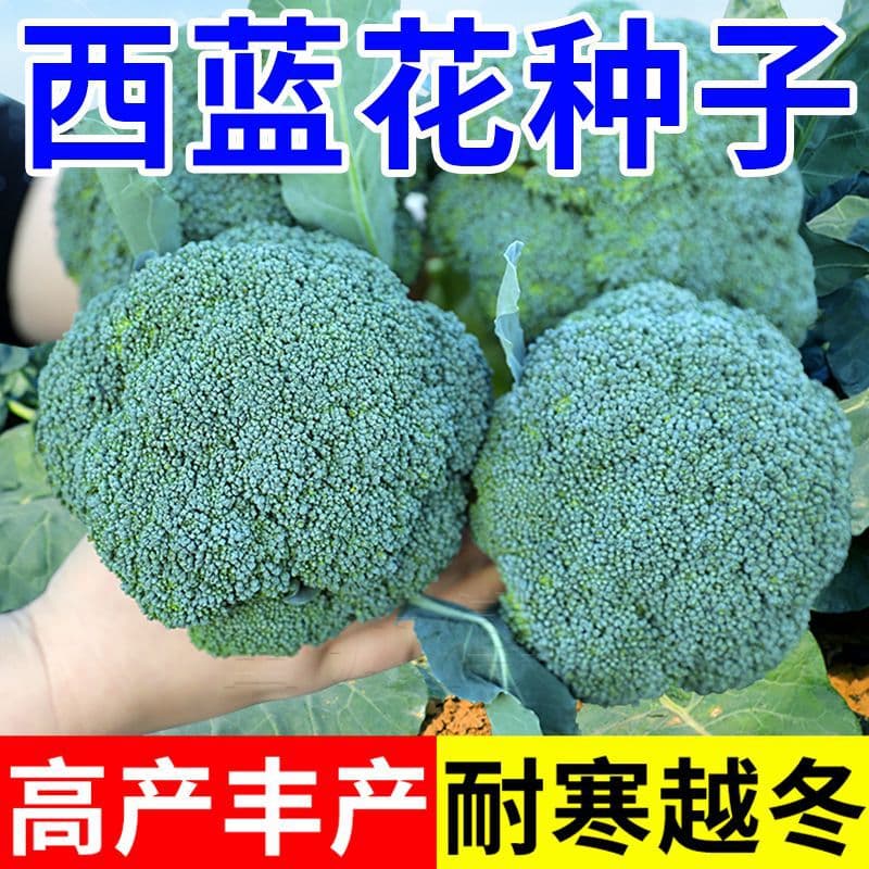 Genuine Broccoli Seeds for All Seasons, Cold-Tolerant, High-Yield, Autumn and Winter Vegetable Seeds Collection