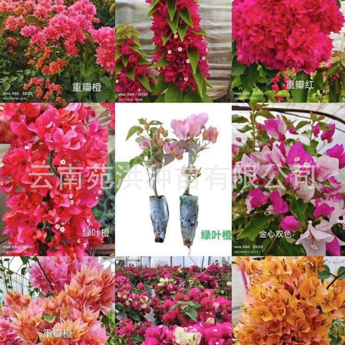 Colorful Double Bougainvillea Potted Flower Seedlings, Balcony Blooms All Seasons, High-Quality Bougainvillea Seedlings, Flowering Climbing Vines