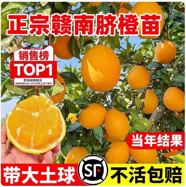 Gannan Navel Orange Grafted Seedling, Newhall Orange Seedling, Navel Orange Tree Seedling, Fruit Tree Seedling, Ground-planted, Bears Fruit the Same Year