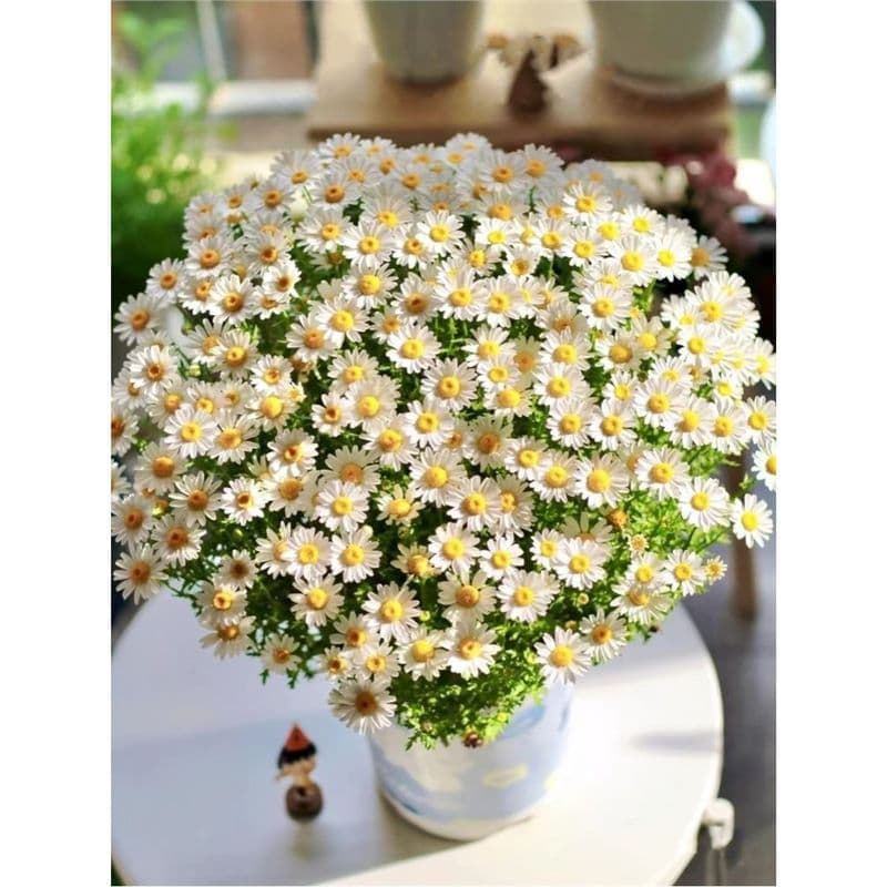 Daisy Seeds for All-Season Sowing, Indoor Potted Flowers Easy to Grow Flower Seeds for Balcony Planting