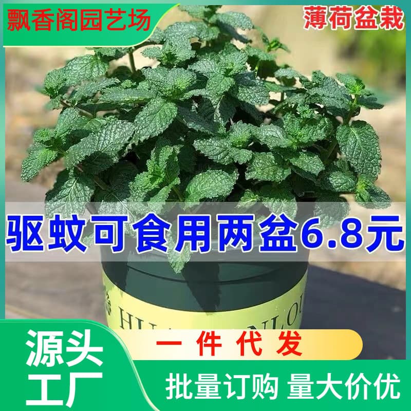 One-piece drop-shipping mint potted edible lemon mint hydroponic plant rosemary green radish basket green plant indoor flower