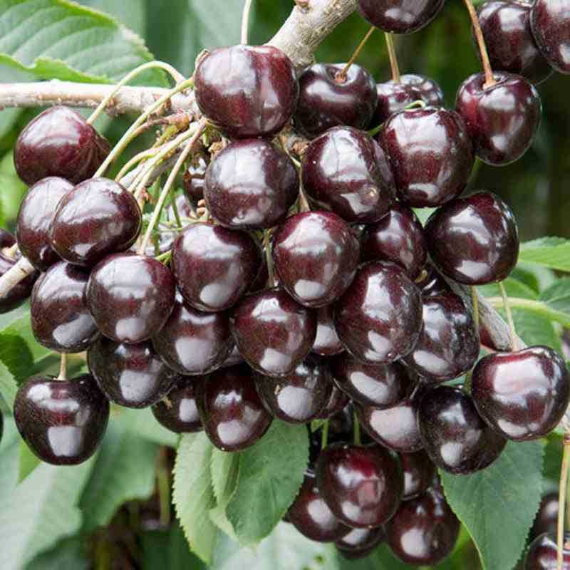 Bulk Cherry Seeds Large Cherry Seeds Mountain Cherry Potted Garden Ground Planting North South Planting Cherry Tree Seedlings Seeds