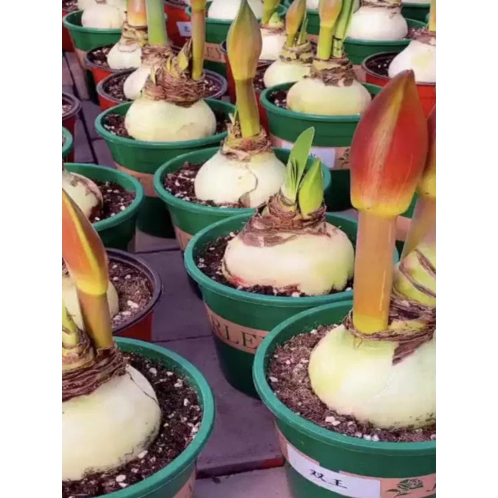 Giant-sized Dutch amaryllis bulbs with flower buds and flower stalks, double-petaled and easy to grow.