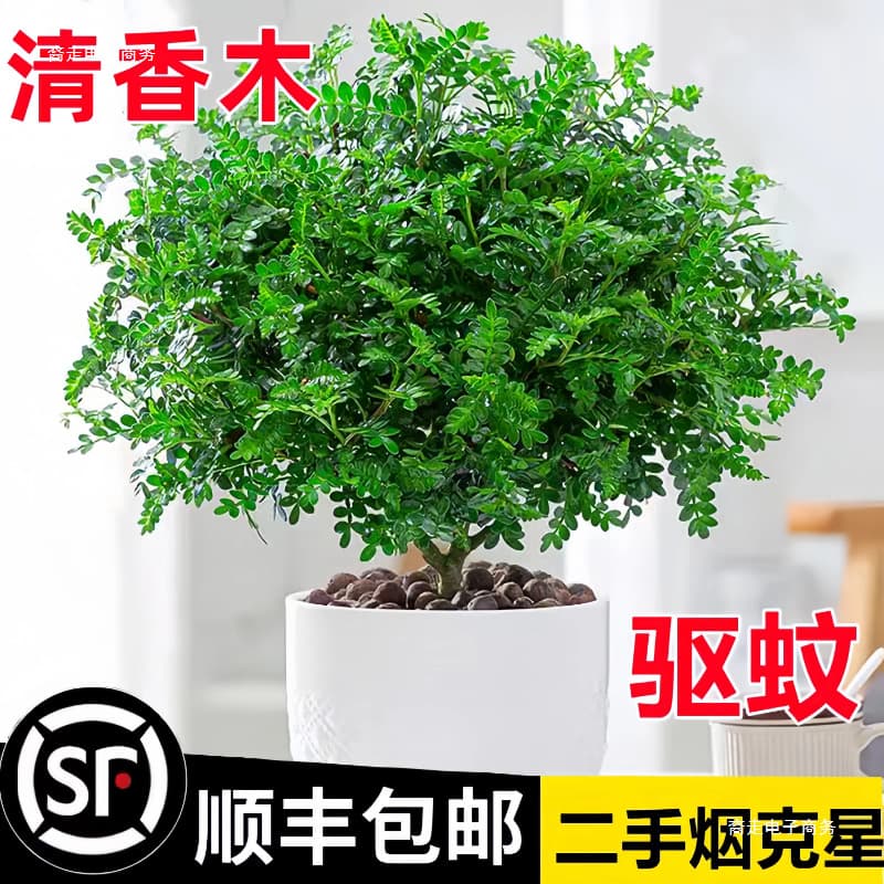 Fragrant pepper wood potted green plants flowers balcony indoor mosquito repellent grass seedling old stump mint rosemary