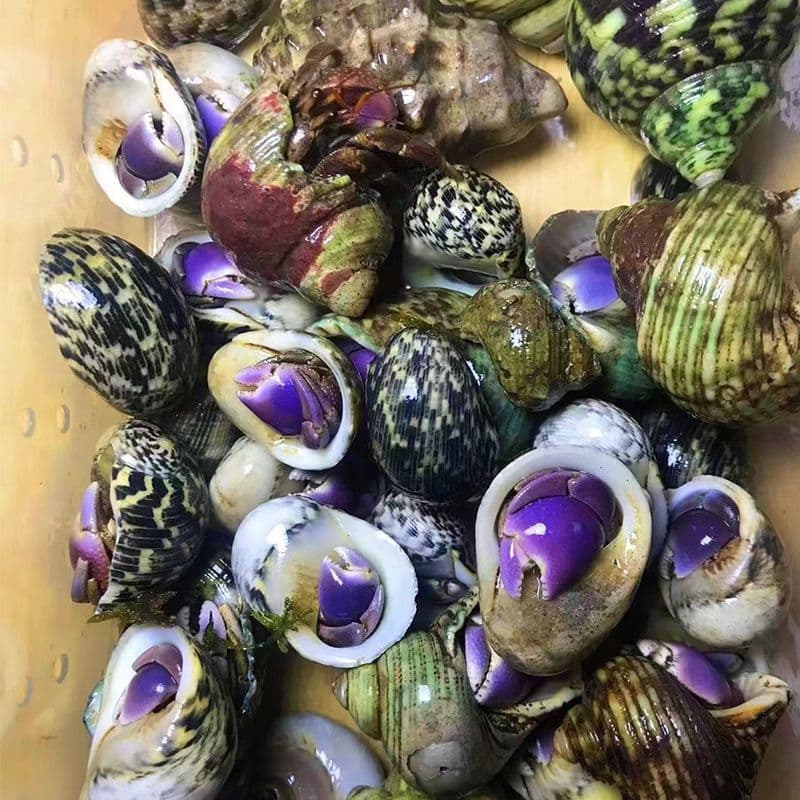 Live hermit crab wholesale, greyish-white short-armed, blackberry and strawberry, wholesale terrestrial hermit crab wholesale, street stall
