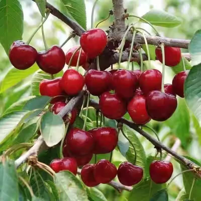 Bulk Wholesale Cherry Seeds Mountain Cherry Seeds Fruit Tree Seeds Hairy Cherry Seeds Cherry Seeds Large Cherry