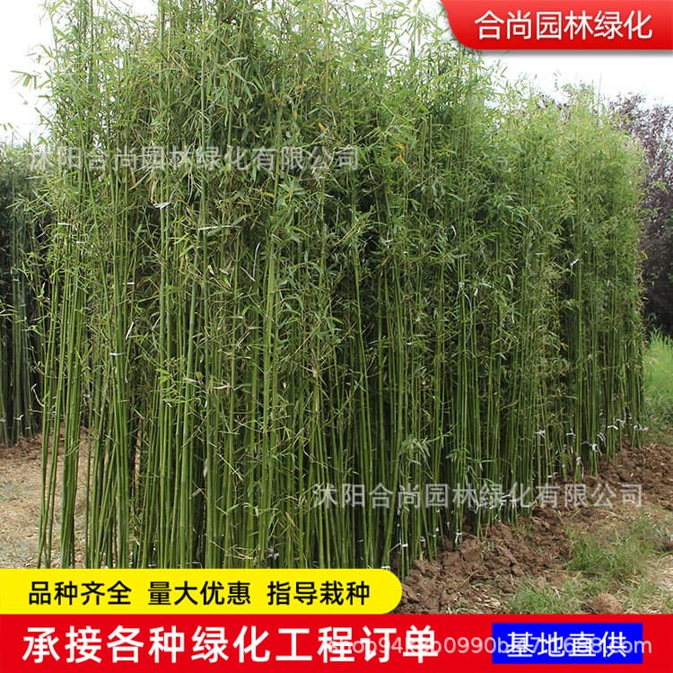 Bamboo Seedlings Park All Seasons Evergreen Ornamental Landscape Bamboo Cold-resistant Bamboo Garden Bamboo Bamboo Green Bamboo Seedlings Potted Plants
