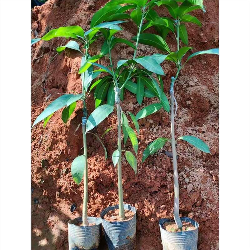 Mango Tree Seedling for Pot or Ground Planting - Guifei Mango, Four-Season Mango, Grafted Jinhuang Mango Seedling - Suitable for Southern Planting, Bears Fruit in the Same Year