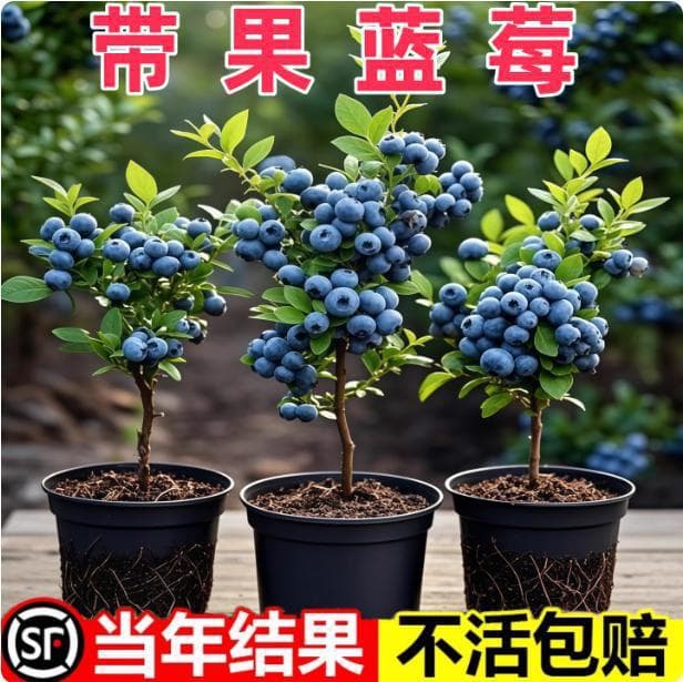 Blueberry Seedlings Emerald Double Season Fruiting Suitable for North and South Fruit Tree Seedlings with Soil and Leaves Fruit Tree Seedlings Complete Collection