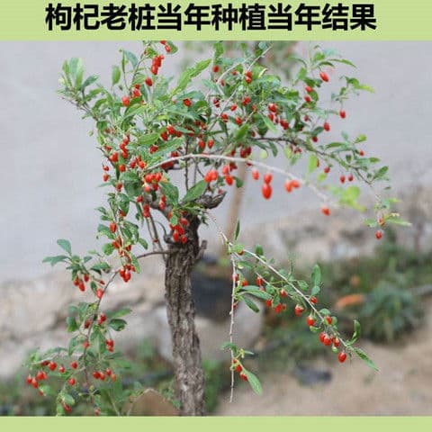 Large-fruited red goji berry seedlings bear fruit in the same year; suitable for planting in the ground or in pots in both northern and southern regions; old stump seedlings; genuine goji berry trees; cold-resistant and authentic.