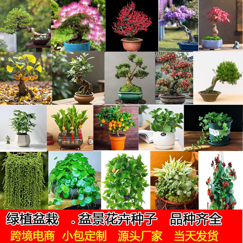 Green Plant Seeds, Bonsai Flower Seeds, Money Tree Seeds, Formaldehyde-Absorbing Green Dill Seeds, Spider Orchids, Copper Money Grass, Mint Seeds