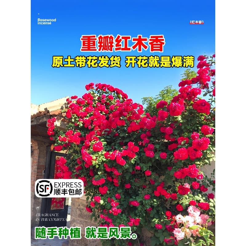 Redwood Fragrant Flower Seedlings, Climbing Plants, Sweet White Wood Fragrant Flowers, Yellow Wood Fragrant Flowers, Large Seedlings, Strong Fragrance, Easy to Care For, Garden Flowers, Potted Plants
