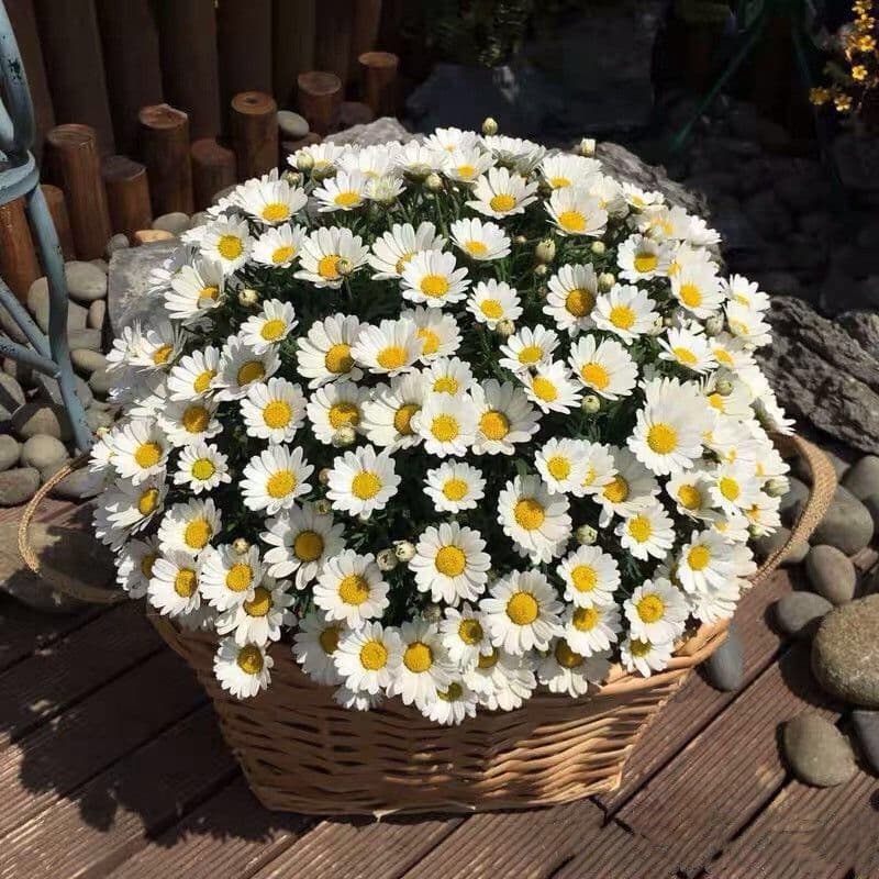 Flower Seeds for Continuous Blooming All Seasons: Zinnia, Cosmos Seeds, Easy-to-Grow Flowers for Balcony and Garden