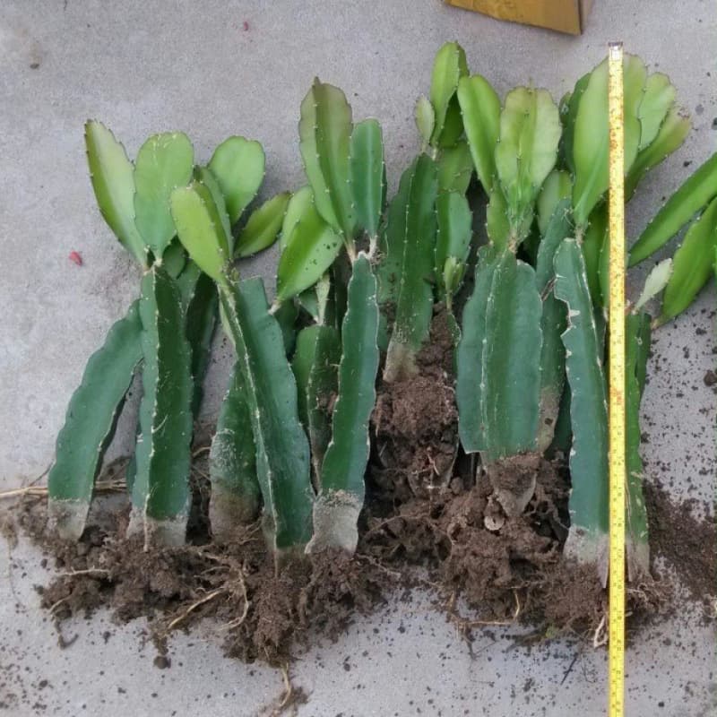 Bird's Nest Dragon Fruit Tree Seedling New Variety Qilin Fruit Seedling Yellow Skin White Flesh Grafted Seedling Fruit Plant for Same Year Fruiting