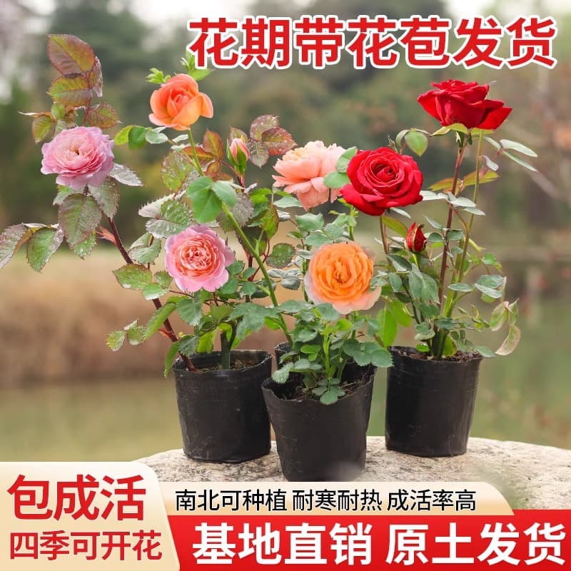 Rose seedlings with flower buds, suitable for indoor and outdoor balcony gardens, four-season blooming shrub rose, Juice Balcony variety, easy to grow in courtyards