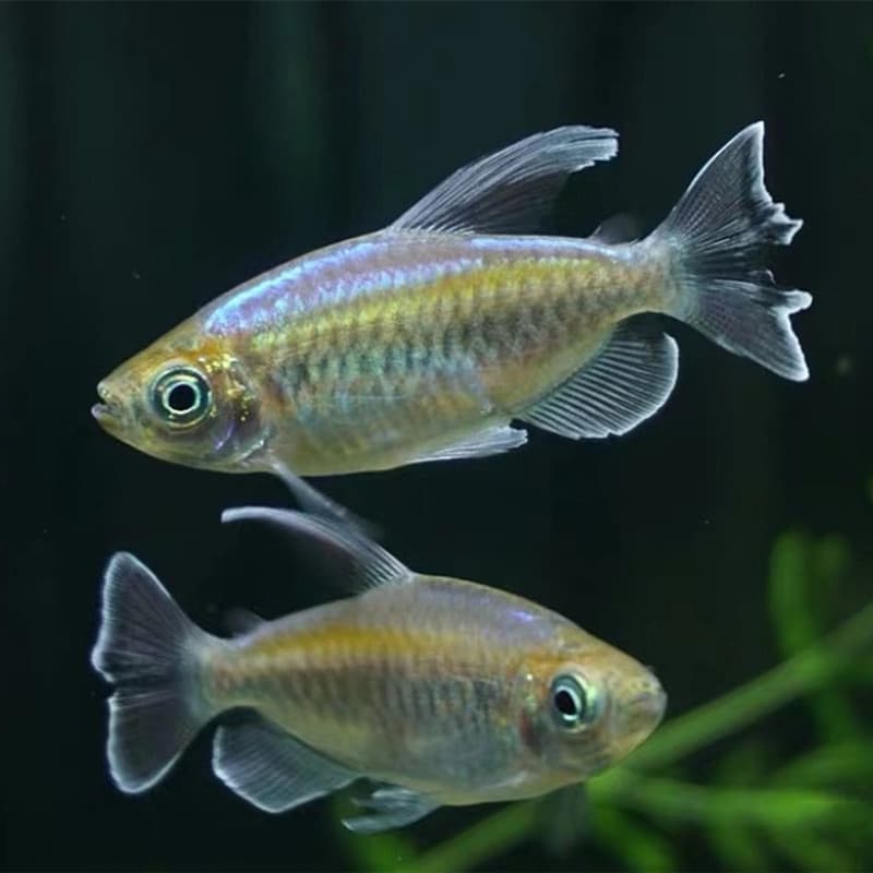 Tropical ornamental fish Congolese mermaid medium-sized fish tank fish fish farm direct sales large quantities wholesale high value