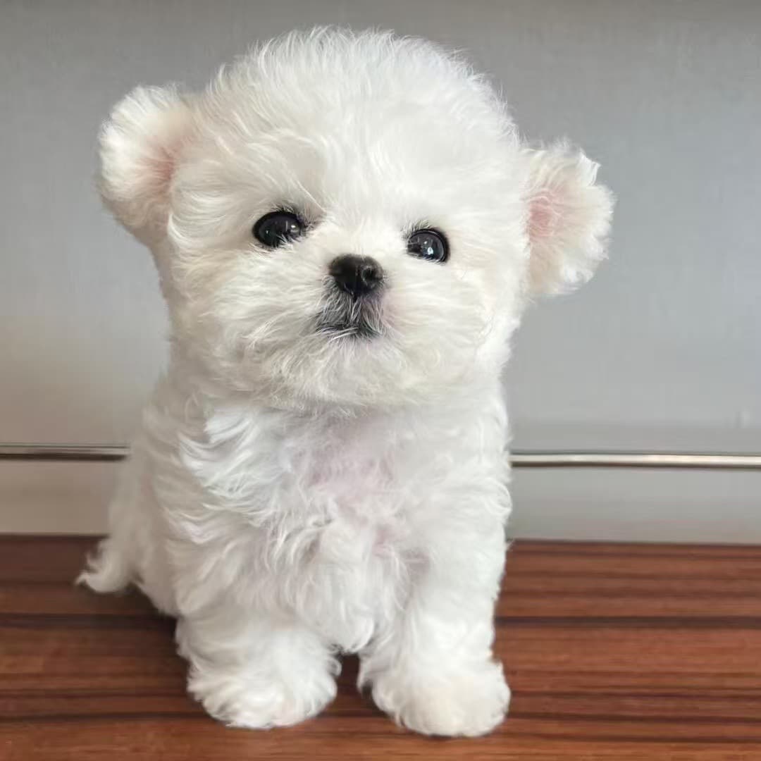 Purebred Bichon Frise Puppy, Small-Sized, Flying-Eared, Teacup-Sized, Double-Bloodline Bichon Frise Puppy, Domestic Pet Dog, Live Animal