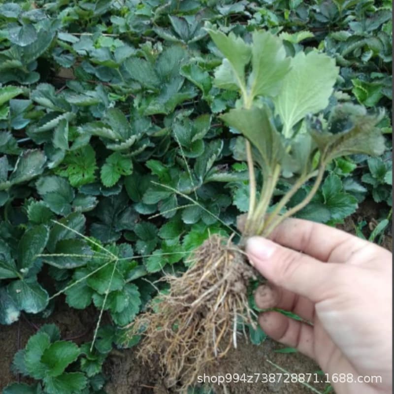 Base wholesale four-season strawberry seedlings cream strawberry seedlings edible north and south courtyard balcony planting year results